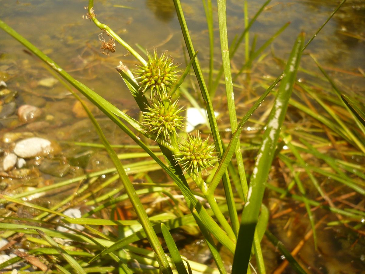 Sparganium emersum subsp. emersum (Typhaceae)